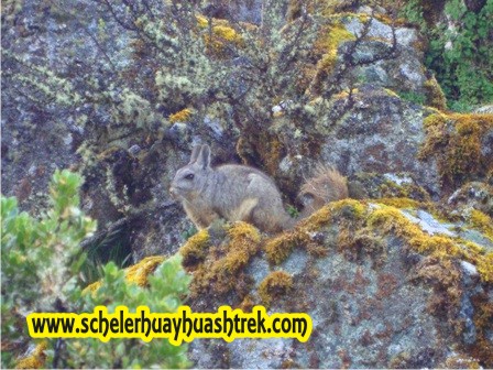 Viscacha Andina